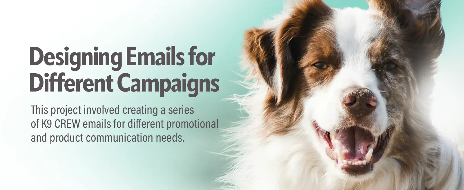 Designing emails for different campaigns: a series of K9 Crew emails for promotional and product communication needs, beside a smiling dog