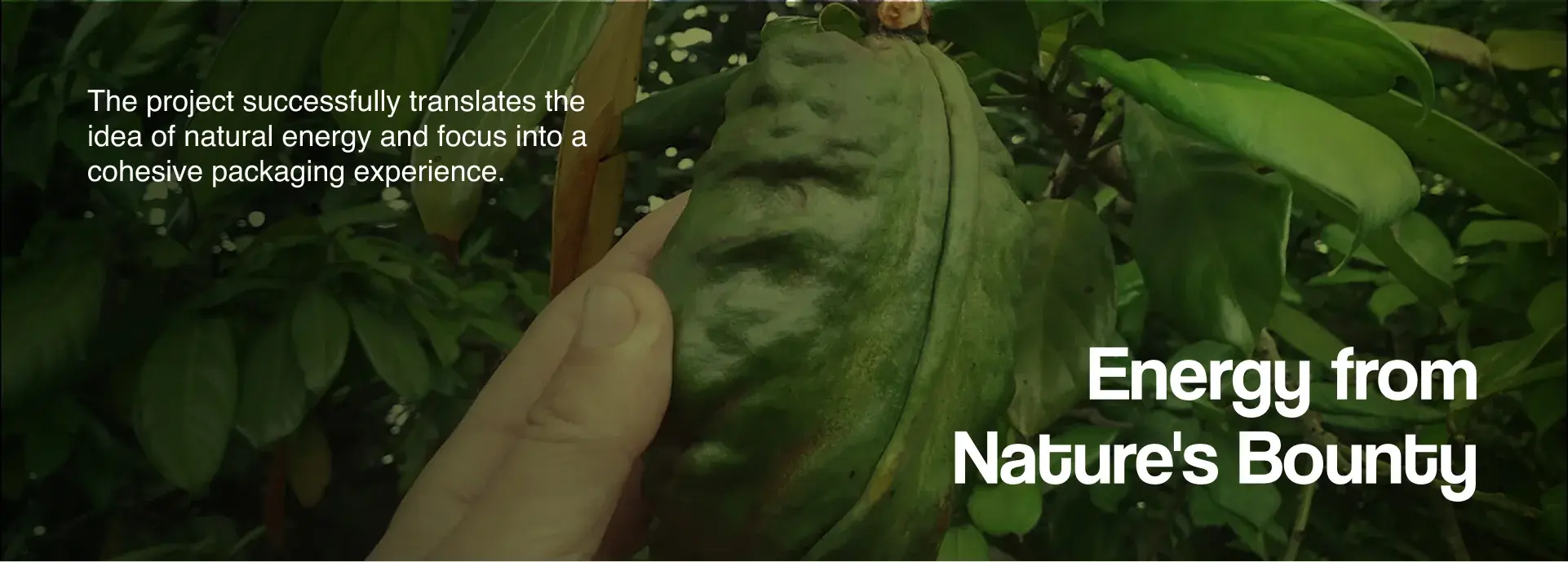 Energy from nature's bounty: a hand holding a kola pod on the tree